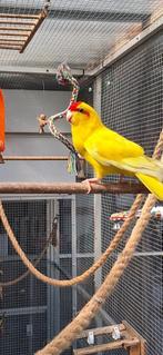 Kakariki 2025, Dieren en Toebehoren, Vogels | Parkieten en Papegaaien, Mannelijk, Papegaai, Geringd