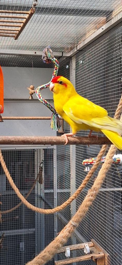Kakariki 2025, Dieren en Toebehoren, Vogels | Parkieten en Papegaaien, Papegaai, Mannelijk, Geringd
