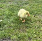 Jonge knobbelgans, Dieren en Toebehoren, Pluimvee, Geslacht onbekend, Gans of Zwaan