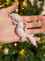 Snow tremper eclipse luipaardgekko vrouw, Dieren en Toebehoren, Reptielen en Amfibieën, Hagedis, Tam, 0 tot 2 jaar