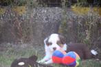 border colliepupje, Dieren en Toebehoren, België, Fokker | Hobbymatig, Reu, 8 tot 15 weken