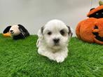 Nestjes Lhasa Apso pups, Dieren en Toebehoren, België, Overige rassen, CDV (hondenziekte), 8 tot 15 weken
