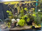 Aquariumplanten, Dieren en Toebehoren, Vissen | Aquaria en Toebehoren, Ophalen, Plant(en), Steen of Hout