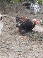 3 haantjes te geef, Dieren en Toebehoren, Mannelijk, Kip