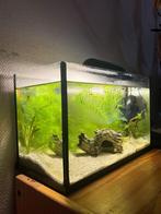 Volledige aquariumset 25L (mét inhoud), Dieren en Toebehoren, Vissen | Aquaria en Toebehoren, Ophalen, Gebruikt, Gevuld zoetwateraquarium