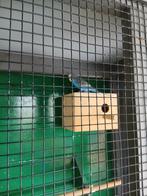 Koppel  grasparkieten, Dieren en Toebehoren