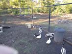 Hollandse kwakers, Meerdere dieren, Eend