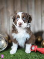 Australische herder pup / Aussie / Australian Shepherd pups, Dieren en Toebehoren, België, CDV (hondenziekte), 8 tot 15 weken
