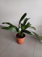 Clivia Miniata (oranje bloemen), Ophalen