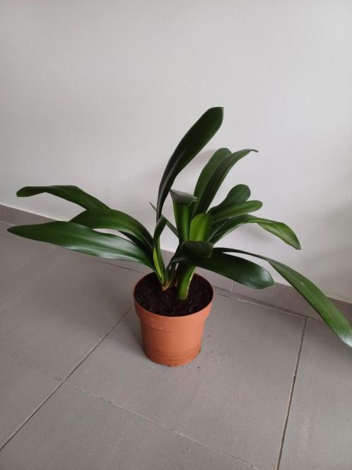 Clivia Miniata (oranje bloemen), Huis en Inrichting, Kamerplanten, Ophalen