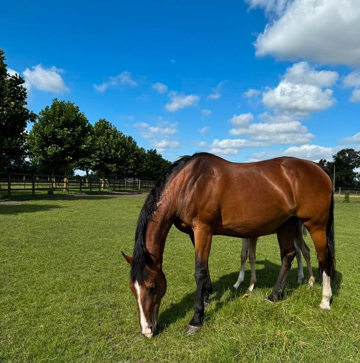 Draagmerrie/adoptiemerrie/weidemaatje, Dieren en Toebehoren, Paarden, Merrie, Niet van toepassing, 170 tot 175 cm, 11 jaar of ouder