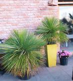 Yucca linearis, Jardin & Terrasse, Plantes | Jardin, Enlèvement ou Envoi