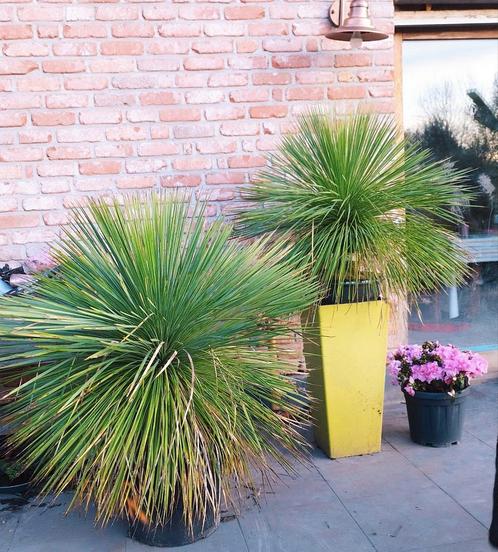 Yucca linearis, Jardin & Terrasse, Plantes | Jardin, Enlèvement ou Envoi