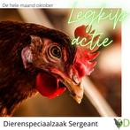 Legkippen kippen steeds ruime voorraad bij Sergeant, Poule ou poulet, Femelle
