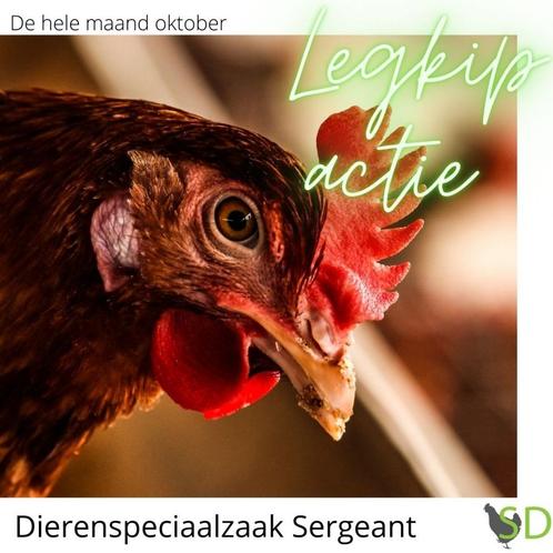Legkippen kippen steeds ruime voorraad bij Sergeant, Dieren en Toebehoren, Pluimvee, Kip, Vrouwelijk