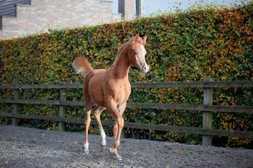 Haras de pur-sang arabe Super Yearling 