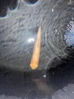 Albino gras +-10cm, Dieren en Toebehoren, Vissen | Vijvervissen, Karper of Koi