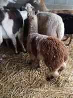 Alpaca, Dieren en Toebehoren, Schapen, Geiten en Varkens