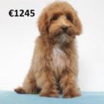 zachte Maltipoo puppy's te koop, 15 weken tot 1 jaar, Buitenland, CDV (hondenziekte), Meerdere