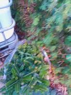 Plantgoed ,kerstboom 40cm, Tuin en Terras, Ophalen