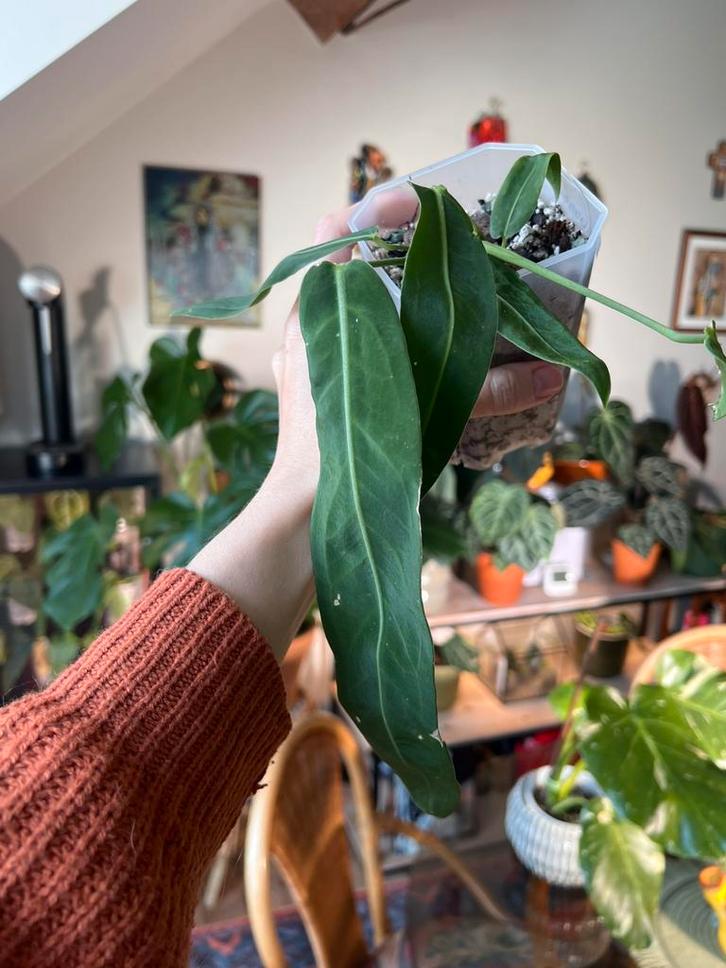 Anthurium Pallidiflorum, Huis en Inrichting, Kamerplanten, Ophalen