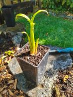 Bananier Musa basjoo rustique, Tuin en Terras, Ophalen, Vaste plant