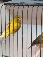 Wilde tenerif kanarie  kweekkoppel, Dieren en Toebehoren, Vogels | Overige Vogels