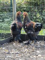 Brahma hanen goudpatrijs, Dieren en Toebehoren, Pluimvee