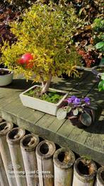 Bonsai granaatappel, Jardin & Terrasse, Plantes | Arbres fruitiers, Enlèvement