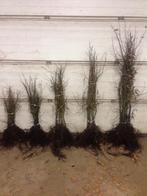 Carpinus betulus Hornbeam, Enlèvement