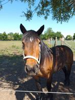 Goede thuis gezocht voor 2 lieve grote D pony's 1 shetlander, Dieren en Toebehoren, Paarden, Merrie, Z, Gechipt