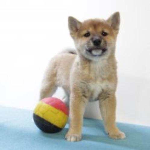 Shiba Inu - pups te koop (Belgisch), Dieren en Toebehoren, Honden | Poolhonden, Keeshonden en Oertypen, Meerdere dieren, Overige rassen
