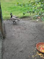 Een kweekkoppel en 3 jonge ganzen, Dieren en Toebehoren, Pluimvee