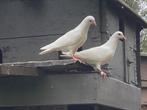 Mooie witte duiven vb voor trouw.  5€ stuk, Dieren en Toebehoren, Vogels | Duiven, Meerdere dieren, Postduif