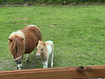 Shetlander  merrie, Dieren en Toebehoren, Pony's, Hengst