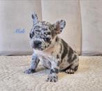 Franse bulldog, Dieren en Toebehoren, Honden | Bulldogs, Pinschers en Molossers, België, Fokker | Hobbymatig, CDV (hondenziekte)