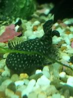 Young Ancistrus maat +/- 3,5 cm voor 3,5 euro per stuk, Dieren en Toebehoren