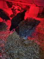 jonge hanen mechelse koekoek, Animaux & Accessoires, Volatiles, Mâle, Poule ou poulet