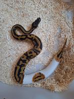 Python regius, Animaux & Accessoires, Enlèvement