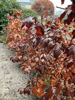 Lot beukenplanten gemengd, Jardin & Terrasse, Plantes | Arbustes & Haies, Enlèvement, Haie de hêtre