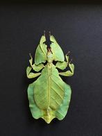 Echt Phasmus-reuzenblad van Java- Phyllium Bioculatum-, Nieuw, Opgezet dier, Ophalen of Verzenden, Insect