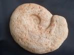 Ammonite en provenance de France - formulaire séparé, Collections, Enlèvement ou Envoi, Fossile
