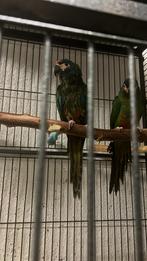 Ara Maracana, Dieren en Toebehoren, Vogels | Parkieten en Papegaaien