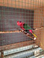 Stella lori, Dieren en Toebehoren, Vogels | Parkieten en Papegaaien