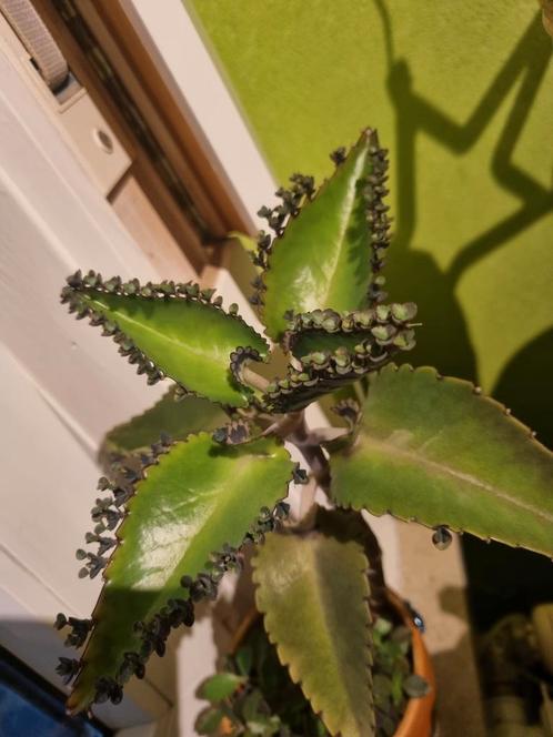 Stekjes Mother of Thousand, Huis en Inrichting, Kamerplanten, Minder dan 100 cm, Groene kamerplant, Ophalen