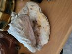 Mooie grote schelp verzamel collectie, Ophalen