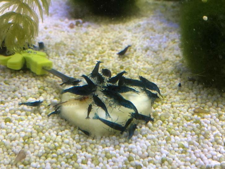 Neocaridina cf. davidi - Blue Dream, Dieren en Toebehoren, Vissen | Aquariumvissen, Zoetwatervis, Kreeft, Krab of Garnaal, Schoolvis