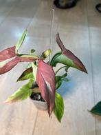 Syngonium Orm Nagpum Variegata, Huis en Inrichting, Ophalen of Verzenden