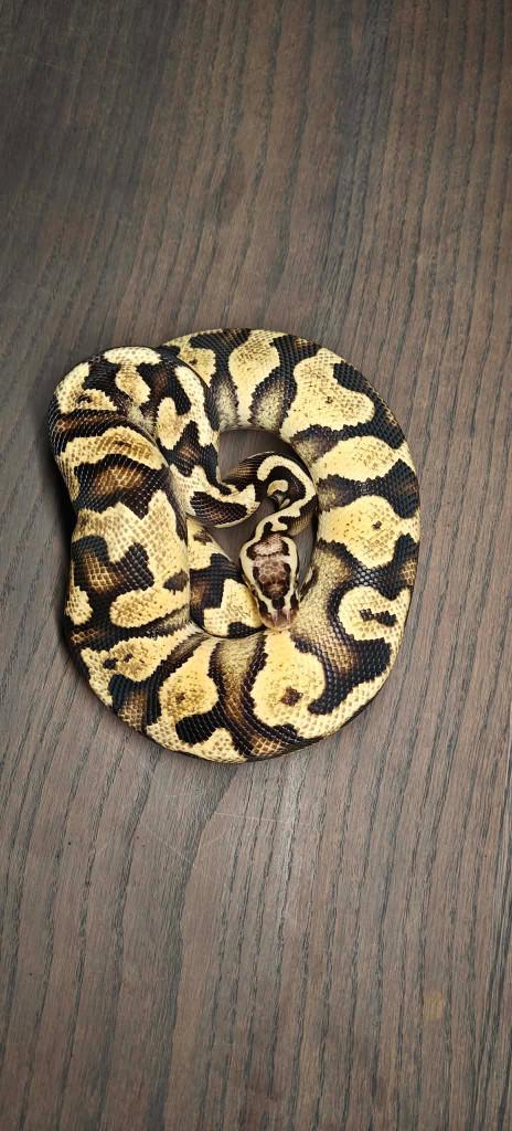 Ball python 1.0 Pastel yb DH pied/clown, Animaux & Accessoires, Reptiles & Amphibiens, Serpent, 0 à 2 ans, Domestique