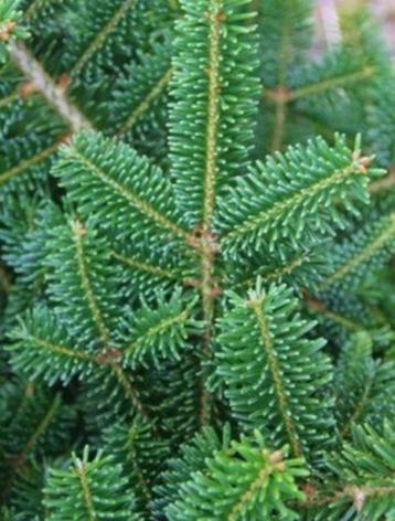 Kerstsparren plantgoed is soorten beschikbaar voor biedingen